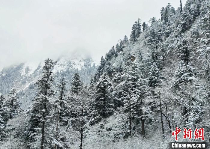 大熊貓國(guó)家公園王朗片區(qū)春雪如畫，宛若仙境?！×_春平 攝