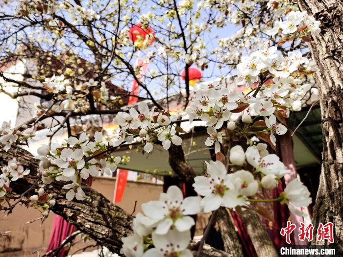 青海尖扎噶達(dá)莊園：百年“后花園”梨花盛開，舉目皆春色