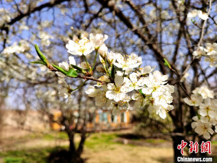 圖為梨花?！?zhí)砀?攝
