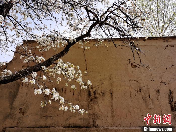 圖為一面土墻旁邊的梨花?！?zhí)砀?攝