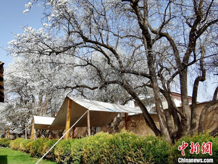 圖為尖扎噶達(dá)莊園內(nèi)的梨花。　張?zhí)砀?攝