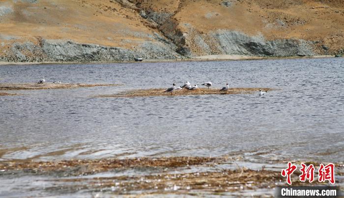 圖為瑪旁雍錯濕地棲息的水鳥?！≮w朗 攝