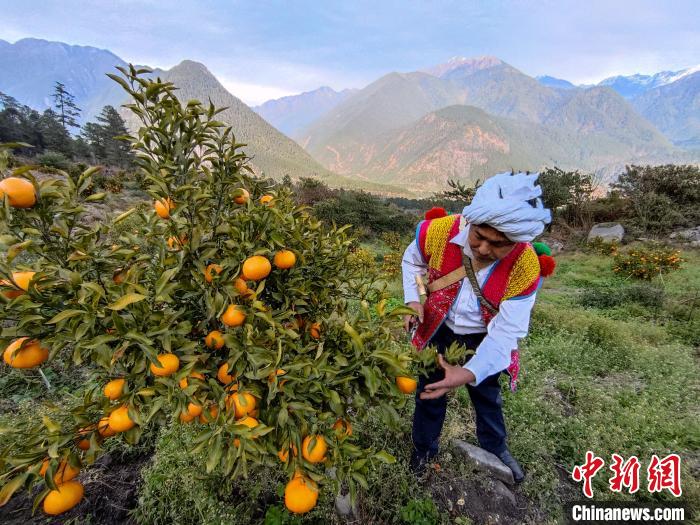 林芝下察隅鎮(zhèn)京都村101畝耙耙柑豐收?！〗w波 攝