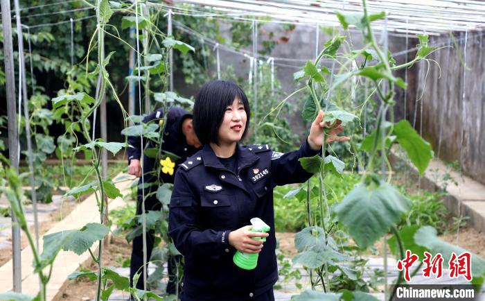 圖為李冬雪在溫室大棚里勞作?！∥鞑爻鋈刖尺叿罊z查總站供圖