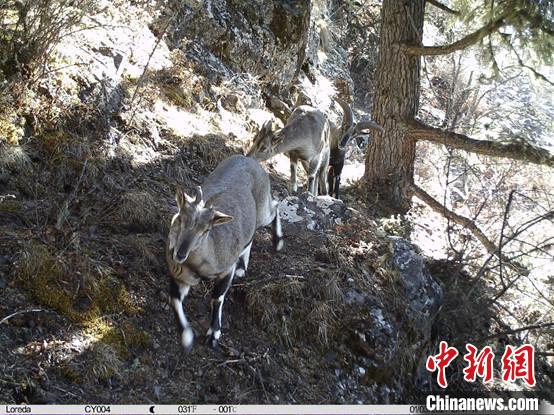 圖為相同位點記錄到的雪豹主要獵物—巖羊?！≈袊茖W(xué)院昆明動物研究所提供