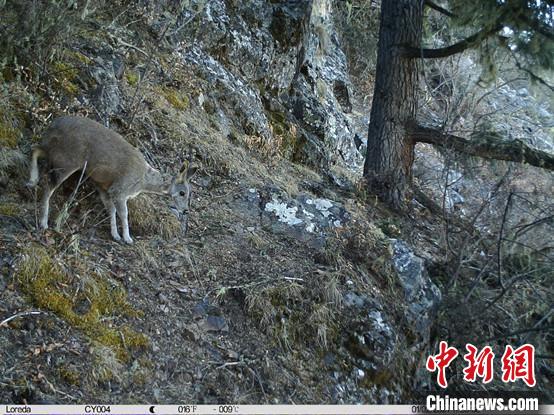 圖為相同位點記錄到的國家一級重點保護野生動物—馬麝?！≈袊茖W(xué)院昆明動物研究所提供