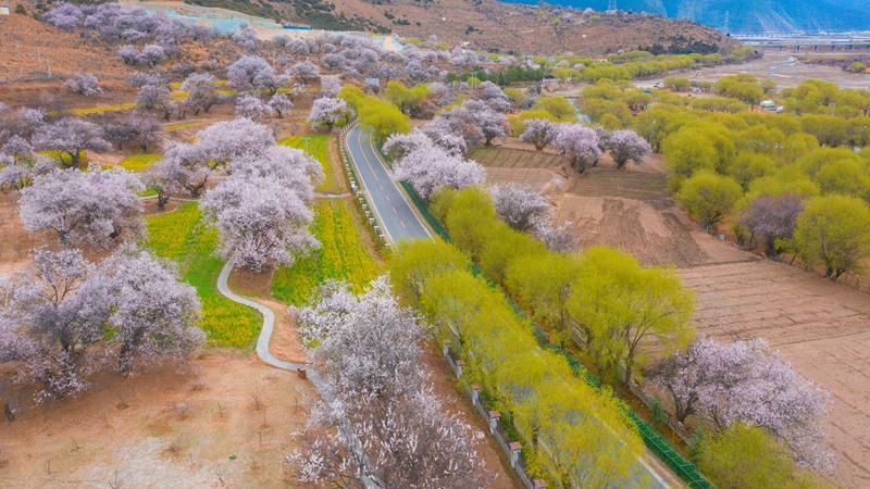 林芝桃花盛開(kāi)。 張靜攝