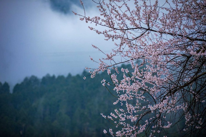 盛開(kāi)的桃花。張靜攝
