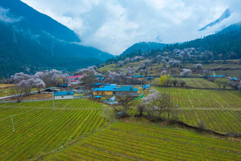 桃花村。 張靜攝