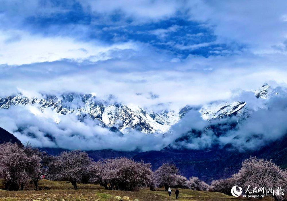 雪山下的桃花。人民網(wǎng) 李海霞攝
