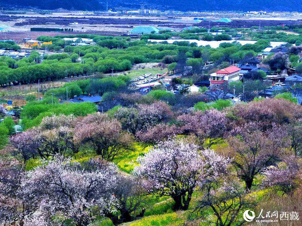 漫山開放的野桃花。人民網(wǎng) 李海霞攝
