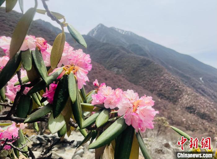 近日，西藏自治區(qū)山南市加查縣索囊溝的杜鵑花競相綻放?！∪轿木?攝
