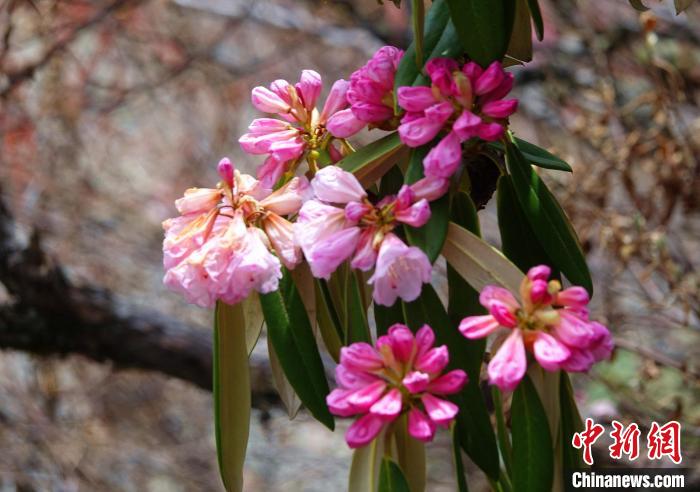 近日，西藏自治區(qū)山南市加查縣索囊溝的杜鵑花競相綻放。　冉文娟 攝