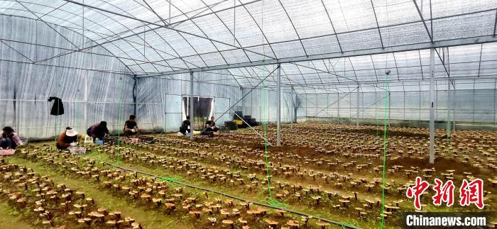 圖為紅太陽科技示范家庭農(nóng)場組織民眾采收靈芝?！∑酱胪喙﹫D