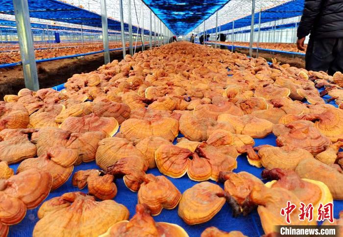 圖為紅太陽科技示范家庭農(nóng)場采收的靈芝。　平措旺青供圖