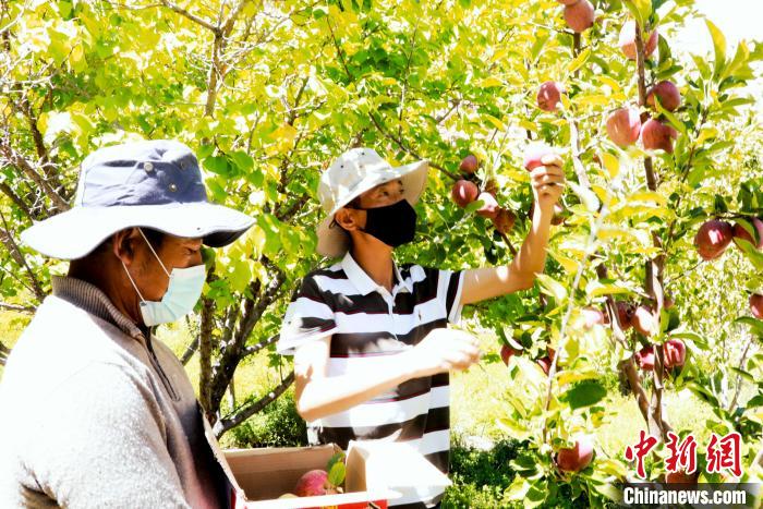 圖為西藏阿里札達(dá)縣底雅鄉(xiāng)村民在自家果園采摘果實(shí)?！“⑼?攝