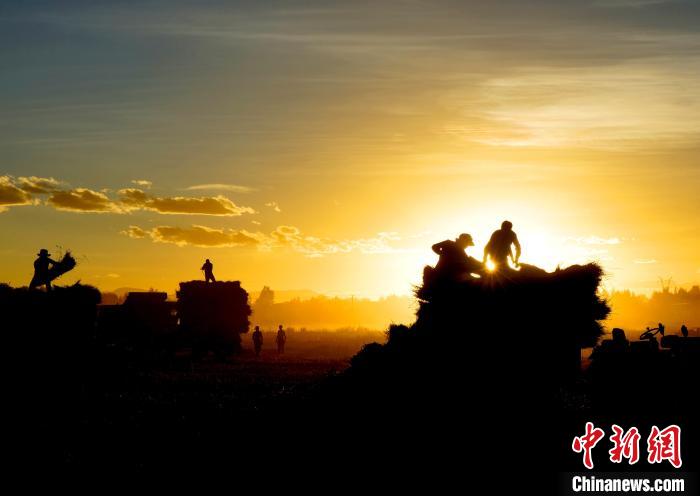 圖為夕陽(yáng)下農(nóng)民正在收割青稞?！∪湛t文聯(lián)供圖