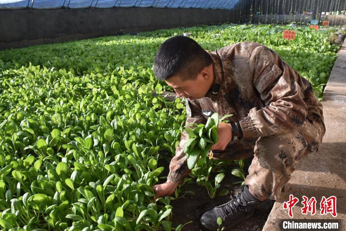 圖為阿里軍分區(qū)某邊防團(tuán)官兵在溫室摘菜?！￡悋[岳 攝