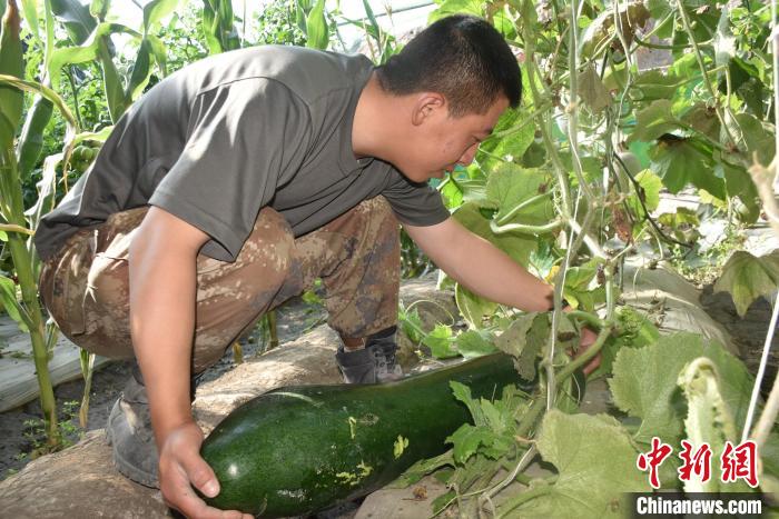 圖為阿里軍分區(qū)某邊防團(tuán)官兵在溫室摘菜?！￡悋[岳 攝