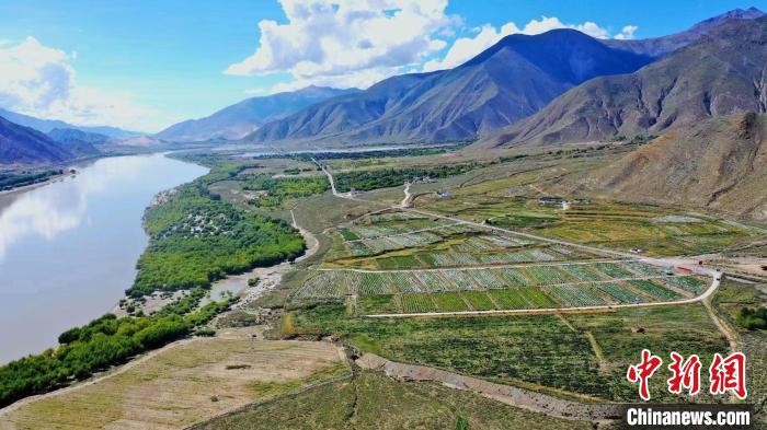 圖為桑日縣葡萄種植基地?！∩侥仙Ｈ湛h委宣傳部提供