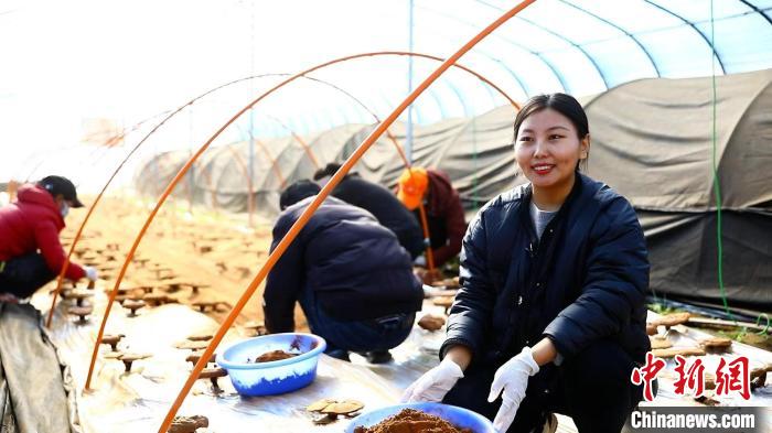 圖為農(nóng)民采收靈芝孢子粉?！∴嚢?攝