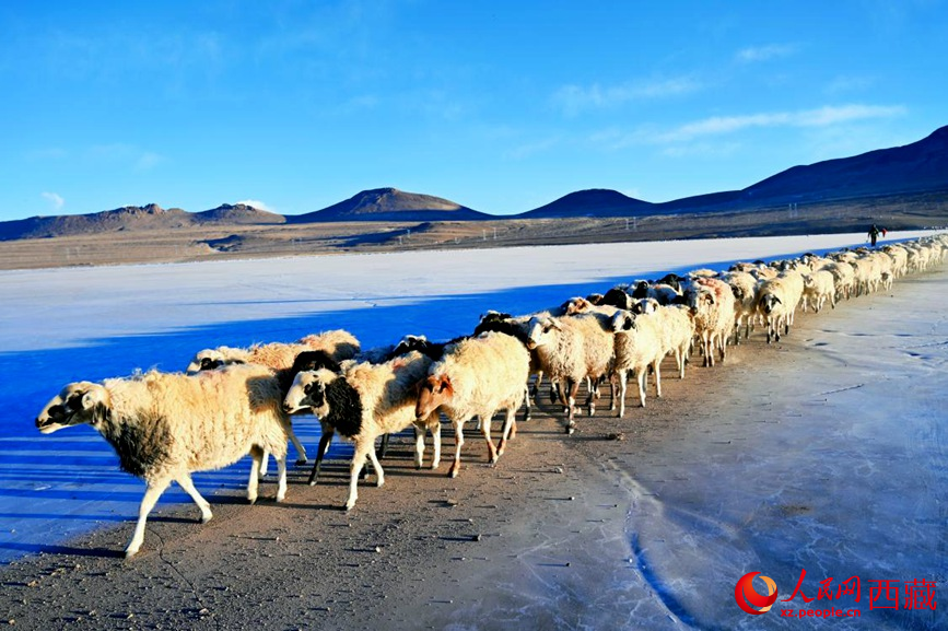 羊群排著隊(duì)穿過普莫雍錯。 人民網(wǎng) 李海霞攝