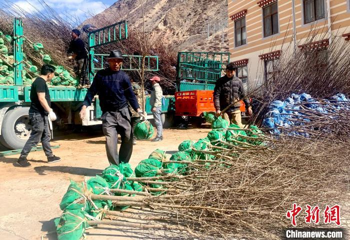 民眾搬運(yùn)苗木?！〔际忻⒖悼h委宣傳部供圖