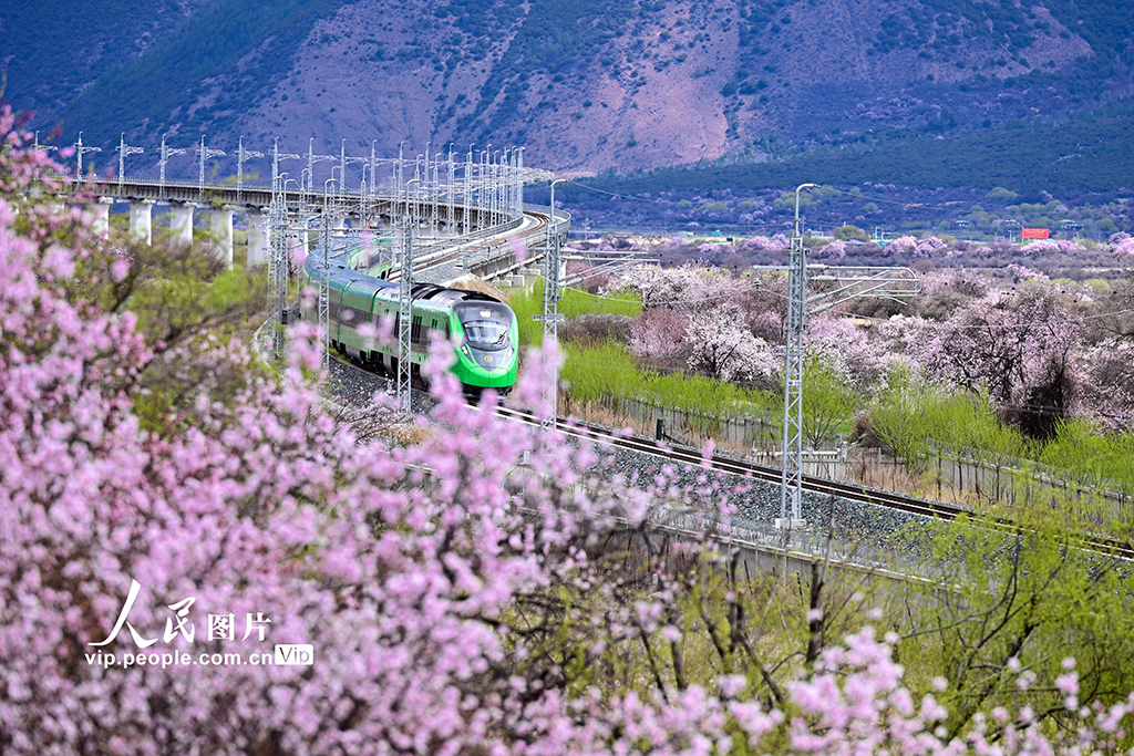 西藏林芝：雪域高原列車穿越花?！?】