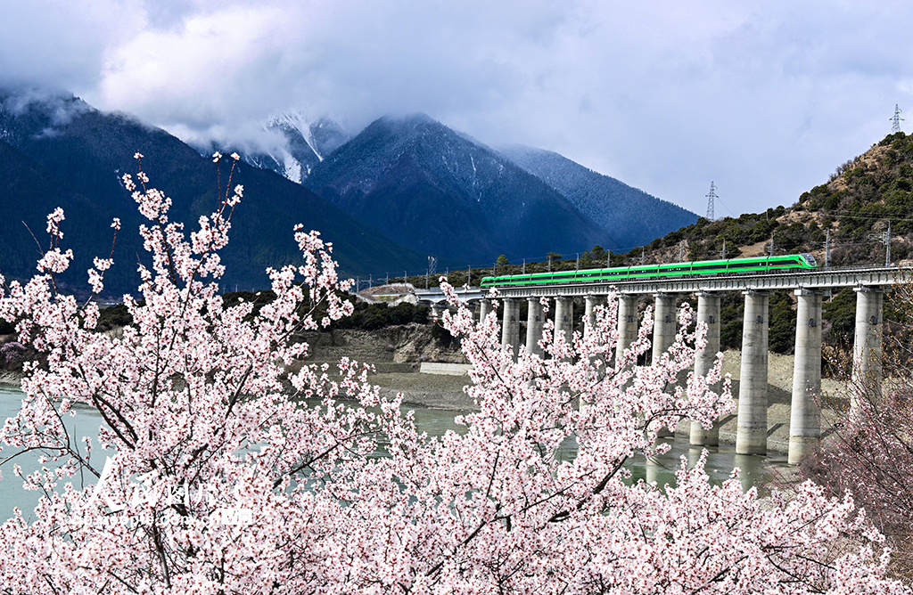 西藏林芝：雪域高原列車穿越花?！?】