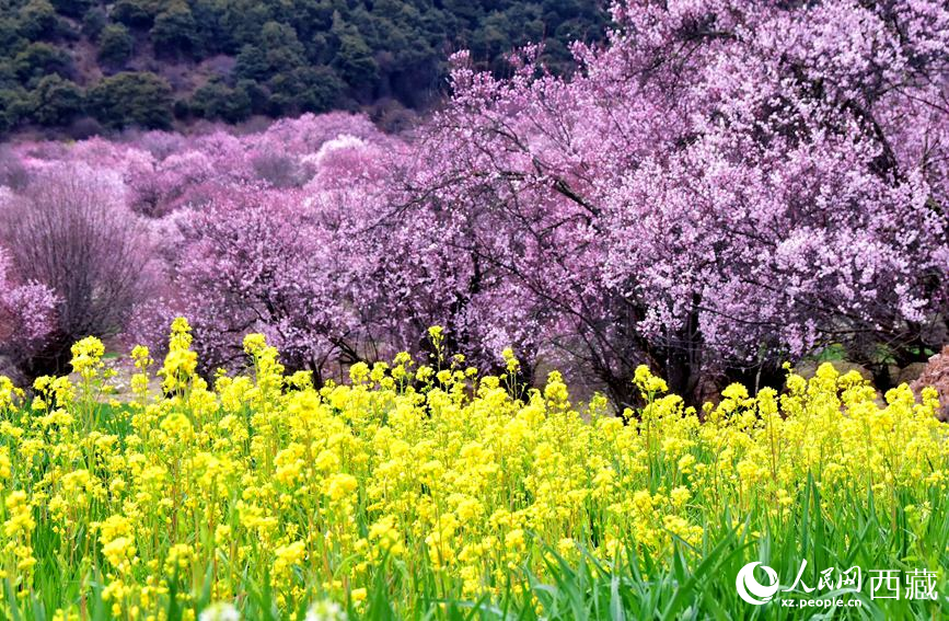 桃花與油菜花勾勒出別樣風(fēng)景。 人民網(wǎng) 李海霞攝