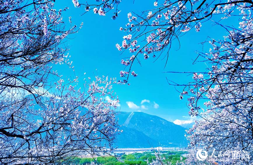 藍(lán)天與桃花相映成趣。 人民網(wǎng) 李海霞攝