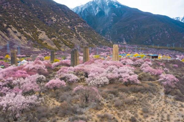 人間桃花源！林芝桃花有多絕？