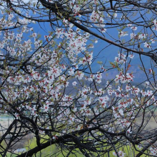 人間桃花源！林芝桃花有多絕？