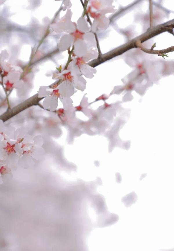 人間桃花源！林芝桃花有多絕？
