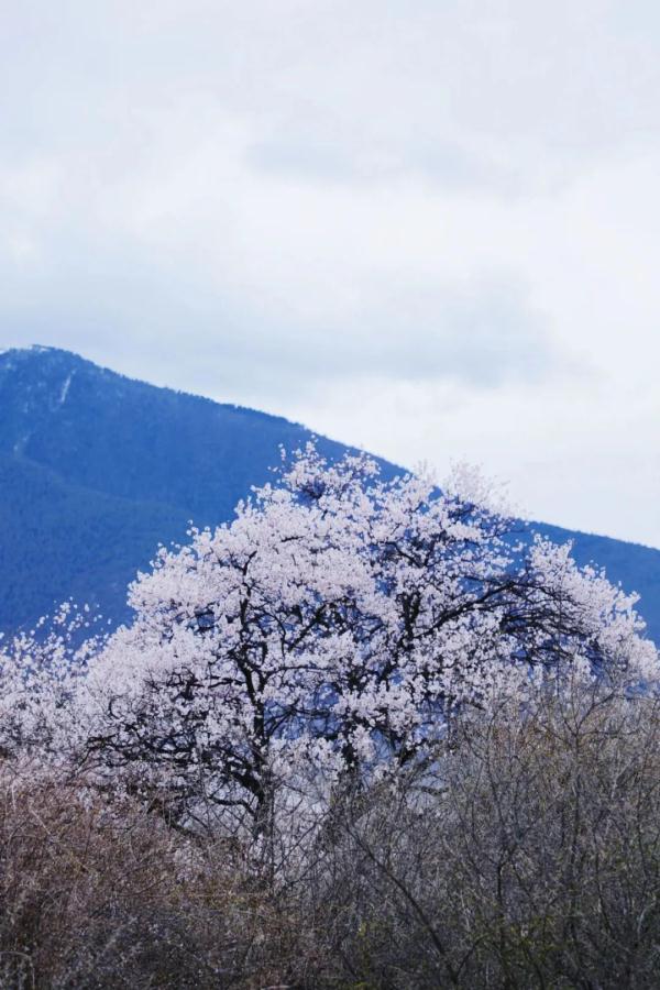 人間桃花源！林芝桃花有多絕？