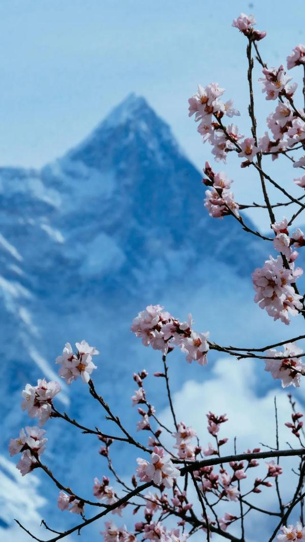 人間桃花源！林芝桃花有多絕？