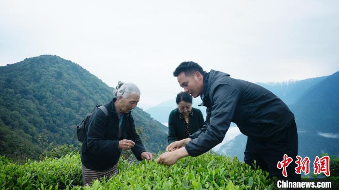 圖為銀發(fā)旅游體驗團兩位老人體驗采茶?！∥鞑貙ｍ椔糜螀f(xié)會供圖