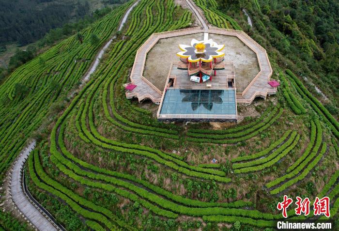 圖為西藏林芝市墨脫縣背崩鄉(xiāng)格林村山頂?shù)木坝^茶園。(無人機照片) 李林 攝