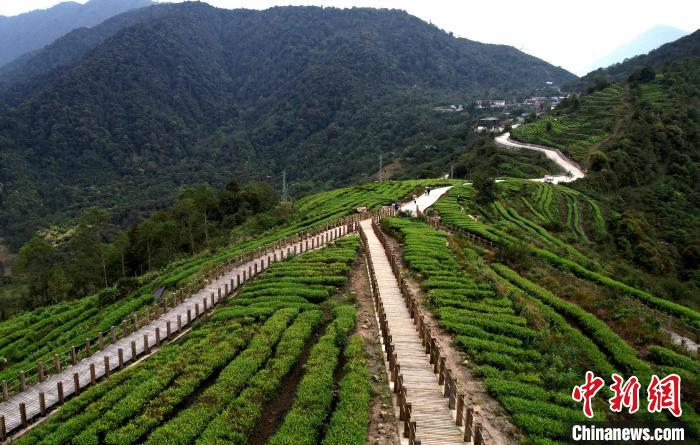 圖為西藏林芝市墨脫縣背崩鄉(xiāng)格林村山頂?shù)木坝^茶園。(無人機照片) 李林 攝