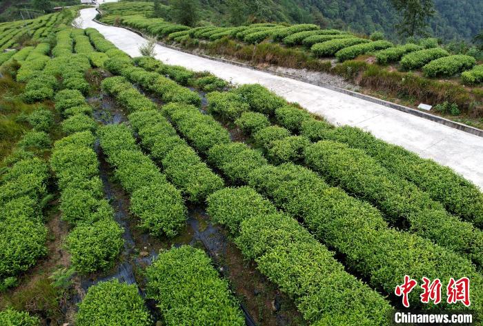 圖為西藏林芝市墨脫縣背崩鄉(xiāng)格林村山頂?shù)木坝^茶園。(無人機照片) 李林 攝