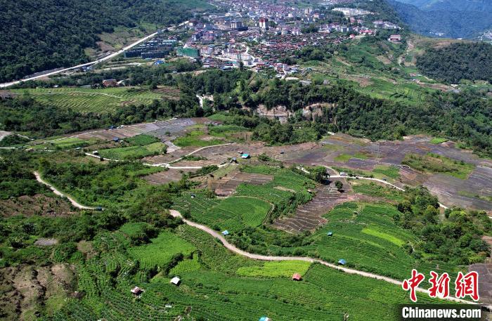 圖為西藏林芝市墨脫縣城附近的茶田。(無人機照片) 李林 攝