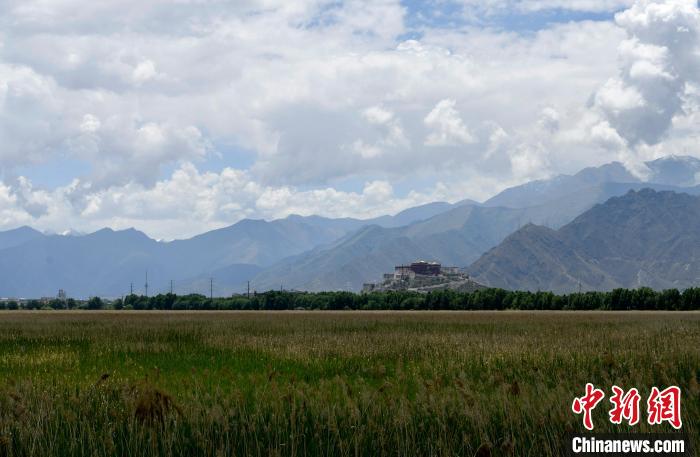 圖為6月22日，西藏拉薩拉魯濕地。　李林 攝