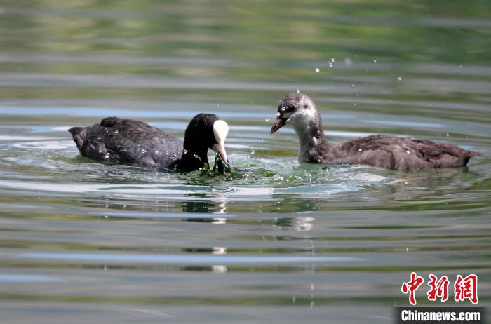 圖為6月22日，棲息在拉魯濕地內(nèi)的古頂雞?！±盍?攝