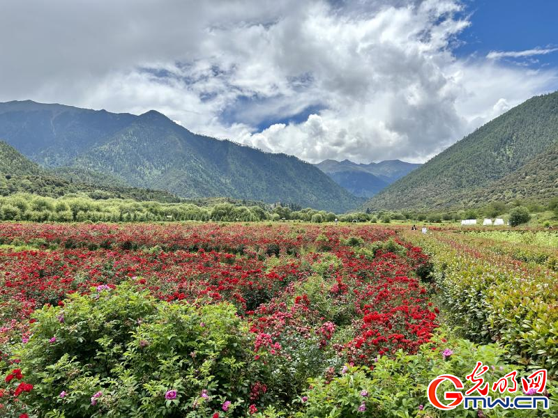 我們的家園丨工布花谷：高原花開香飄全國，產(chǎn)業(yè)經(jīng)濟(jì)增收致富