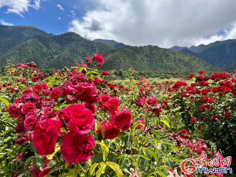 我們的家園丨工布花谷：高原花開香飄全國，產(chǎn)業(yè)經(jīng)濟(jì)增收致富