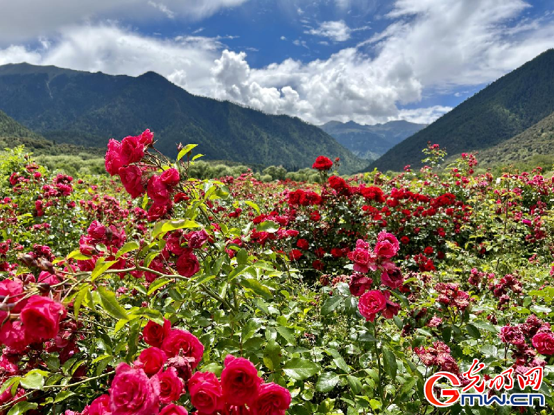 我們的家園丨【組圖】 綠水青山入畫，“金山銀山”筑起