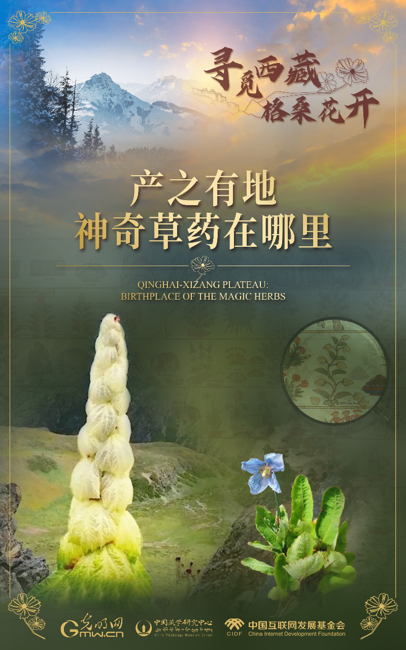 【尋覓西藏·格?；ㄩ_】產(chǎn)之有地：神奇草藥在哪里