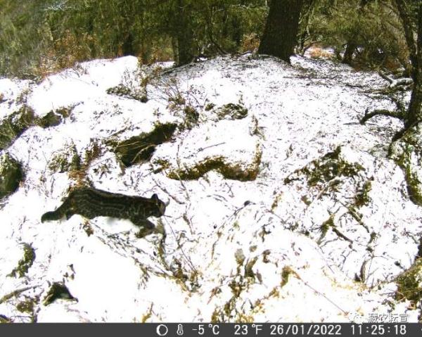 西藏色季拉山發(fā)現(xiàn)雪豹、白頰獼猴等多種珍稀野生動(dòng)物