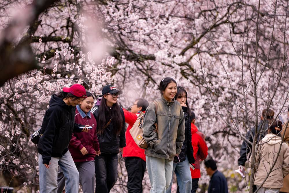 桃花盛開惹人醉，八方游客賞花來。徐馭堯攝