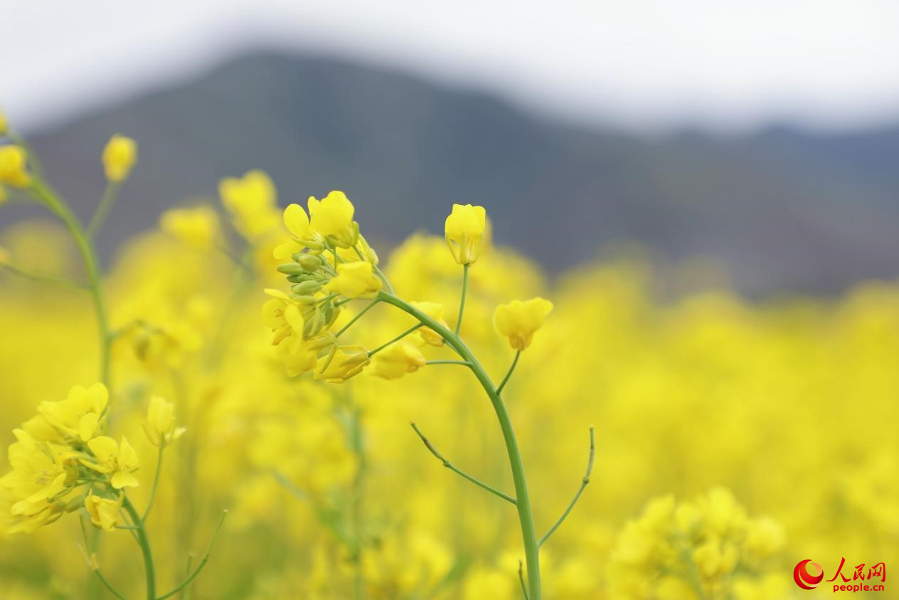 金色油菜花鋪滿大地。 人民網(wǎng) 李海霞攝